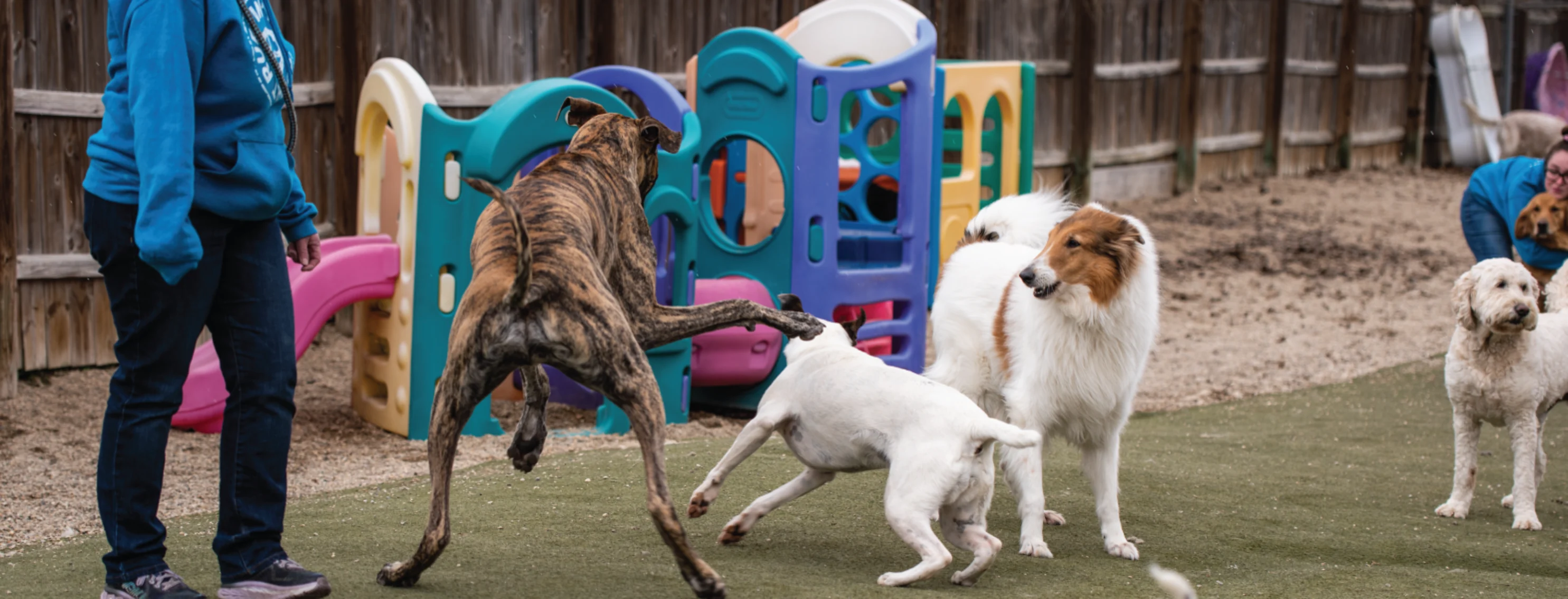 Dogs playing outside in play yard